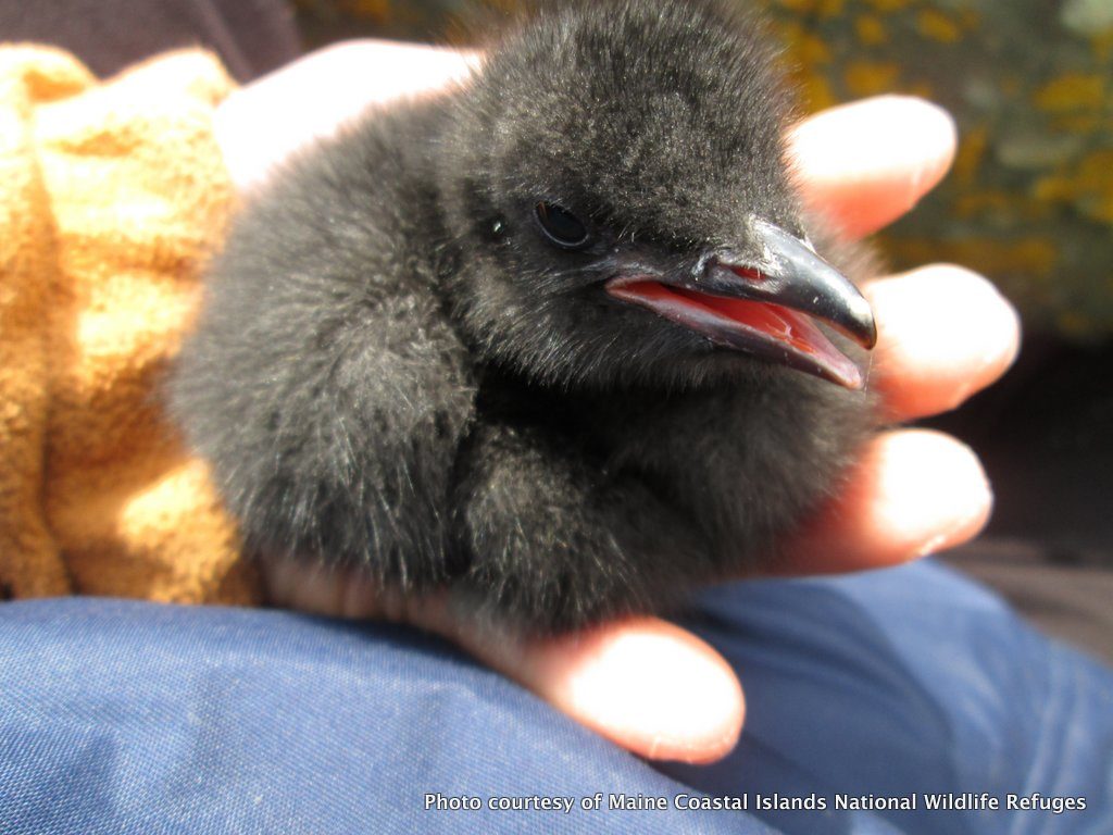 Albert, a brand-new guillemot born on Brother's Island, looking for a fight!