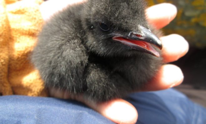 Albert, a brand-new guillemot born on Brother's Island, looking for a fight!