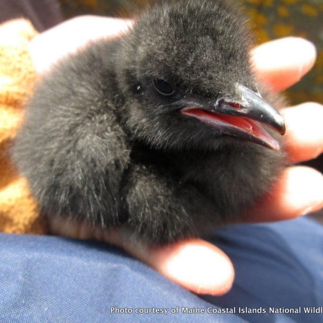 Albert, a brand-new guillemot born on Brother's Island, looking for a fight!