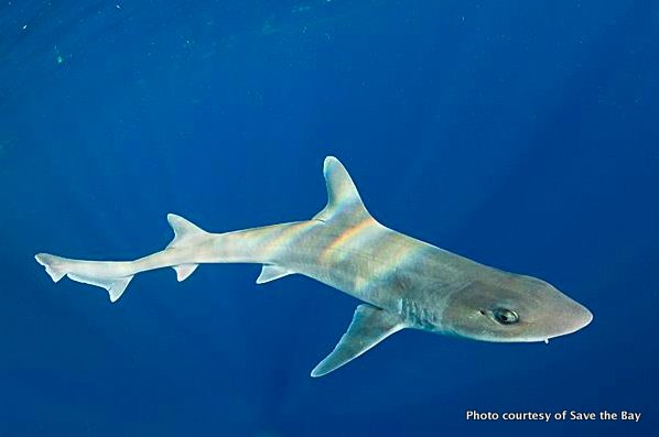 A dogfish shark, part of the new touch-tank shark and skate exhibit at the Save the Bay aquarium in Newport.