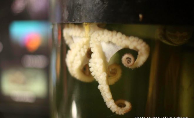 Toodles, a common octopus, will make his public debut at the Save the Bay aquarium this winter.