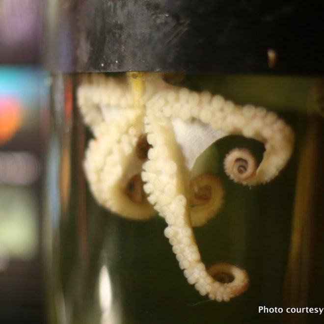 Toodles, a common octopus, will make his public debut at the Save the Bay aquarium this winter.