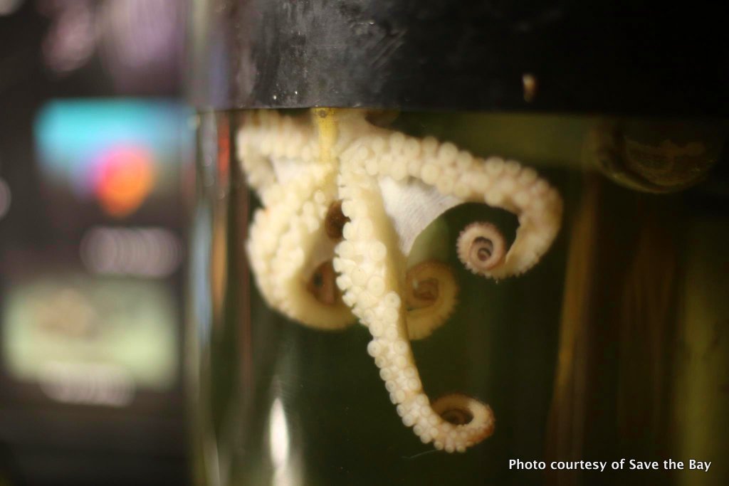 Save the Bay Aquarium Opens for Winter Season US Harbors