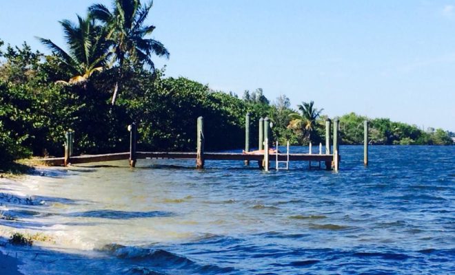 Along the banks of the Indian river in Hobe Sound.