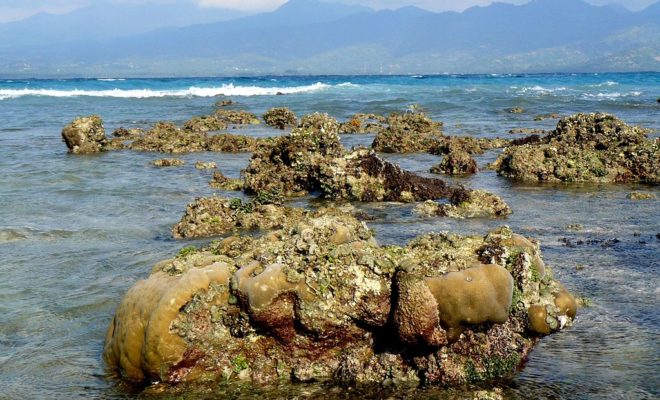 Exposed coral reef