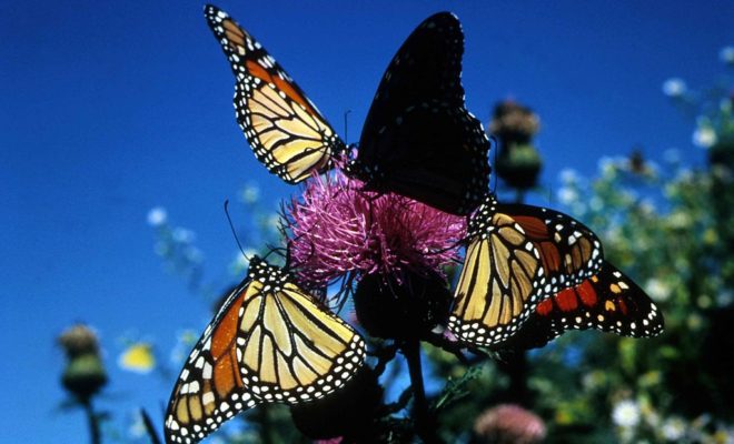 Monarch Butterflies