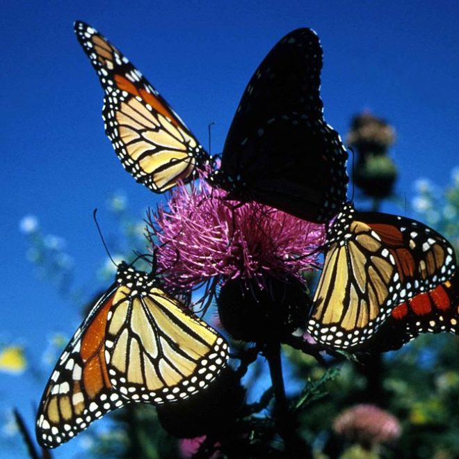 Monarch Butterflies