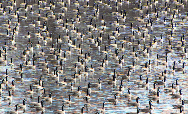 Canada Geese in Pond (photo by D. Gordon E. Robertson)