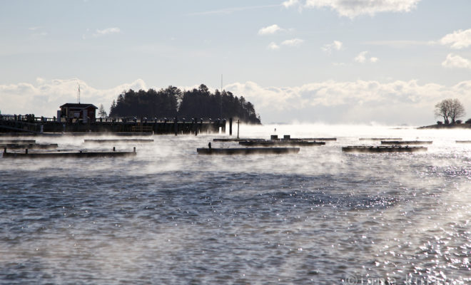 Sea smoke forming in Camden Harbor on January 23.