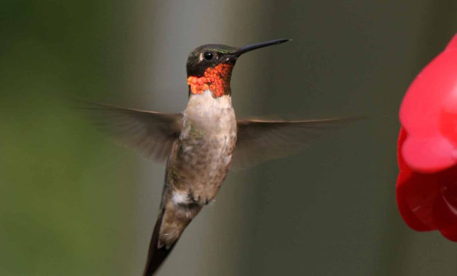 Ruby Throated Hummingbird