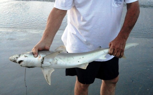 Small Brown Shark caught on the rising tide at North Myrtle Beach.