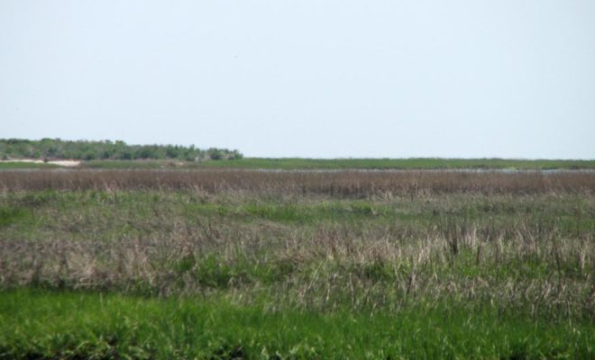 Little Beach Island, to the south of Little Egg Inlet, has been rid of all forms of human habitation since the 1970s.