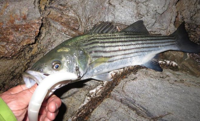 This is the lone schoolie, about 20 inches, that I caught on a white Slug-go after dark recently.