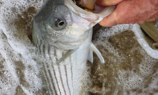 Cocahoes mounted on half ounce jig heads have been hot numbers recently.