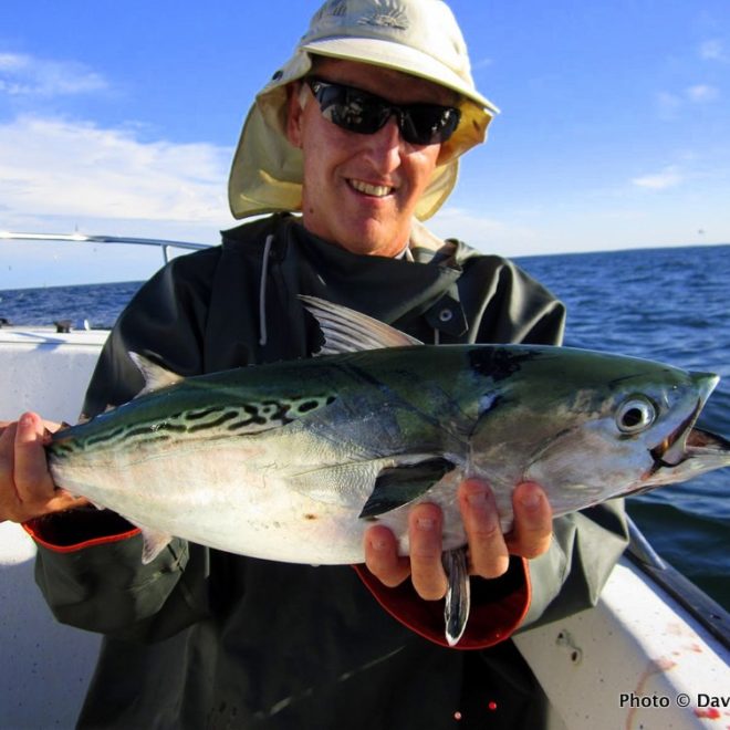 My first False Albacore of the season, and hopefully not the last!
