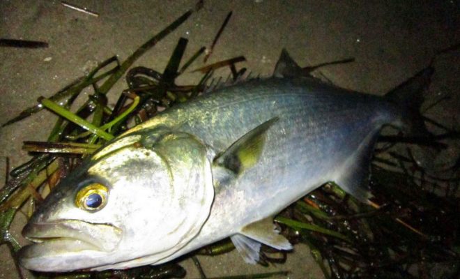 A nice bluefish.