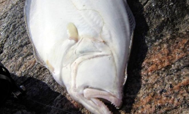 This fluke took a spearhead jig that was spiced with a plastic curly tail.