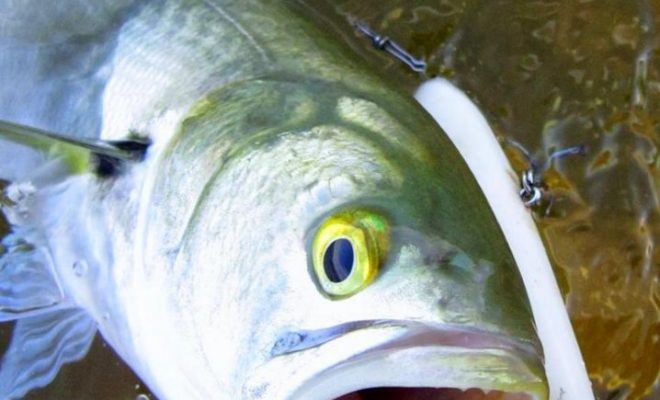 Although stripers seem to be heading for cooler water elsewhere, bluefish continue to strike on Narragansett Bay.