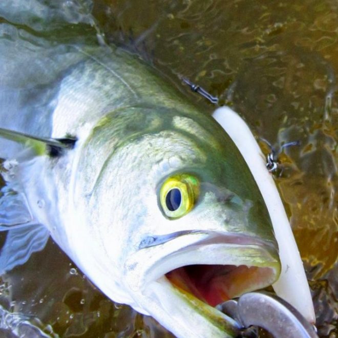 Although stripers seem to be heading for cooler water elsewhere, bluefish continue to strike on Narragansett Bay.