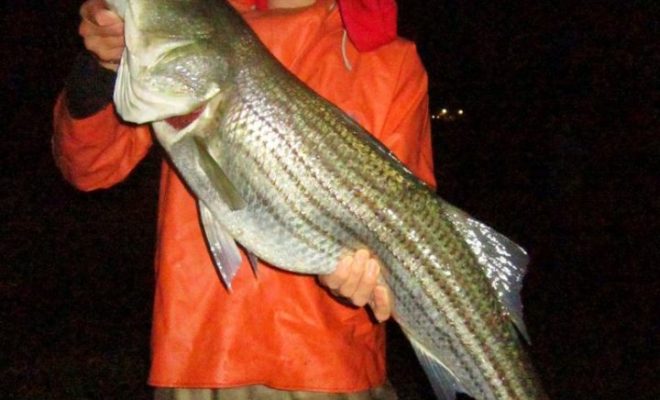 This impressive striper was landed on a snagged menhaden.