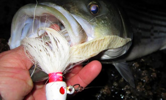 A big bucktail jig spiced with pork rind scored this keeper.