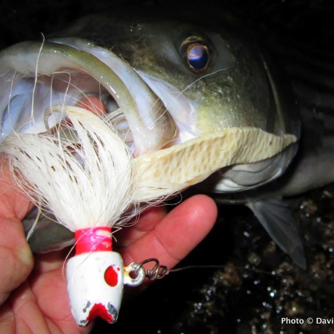 A big bucktail jig spiced with pork rind scored this keeper.