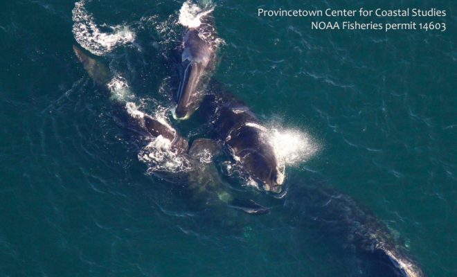 This view of a bowhead whale (at center top, with the smooth rostrum) is the first sighting of such a whale so far south.