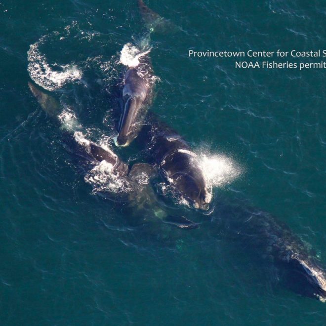 This view of a bowhead whale (at center top, with the smooth rostrum) is the first sighting of such a whale so far south.