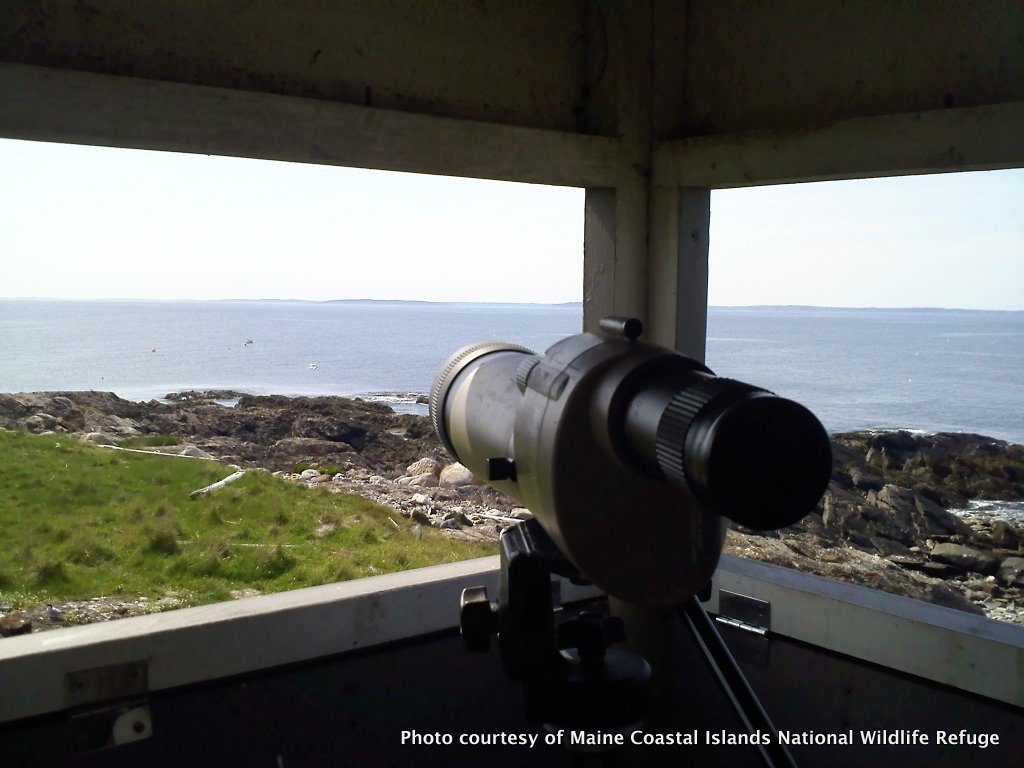 Inside the blind on Metinic Island, using a scope to read bands.