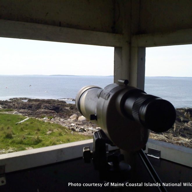 Inside the blind on Metinic Island, using a scope to read bands.