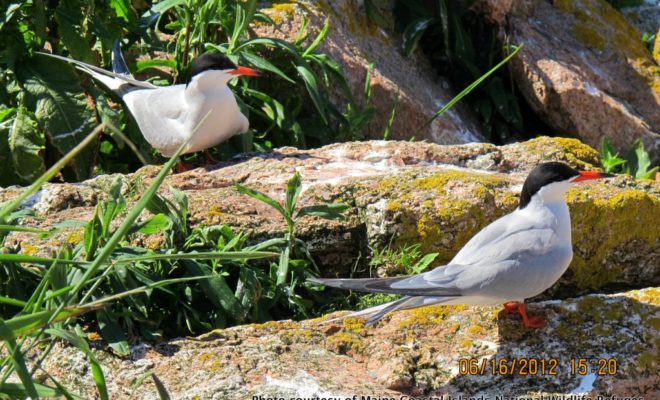 Two Common terns perched on the granite rocks of Petit Manan.