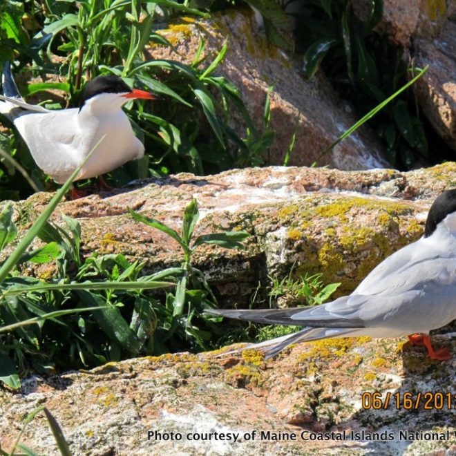 Two Common terns perched on the granite rocks of Petit Manan.
