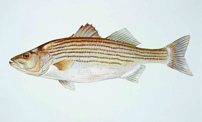 morone saxatilis, aka striped bass