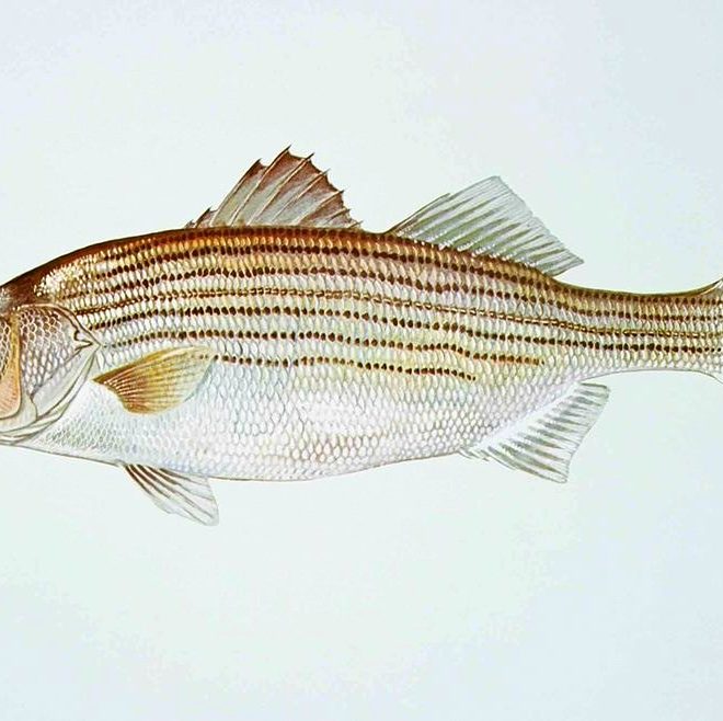 morone saxatilis, aka striped bass