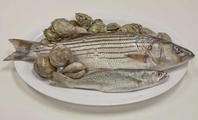 Oysters, clams, striped bass, and weak fish are just some seafood types local to Hampton Roads. ©Janet Krenn/VASG