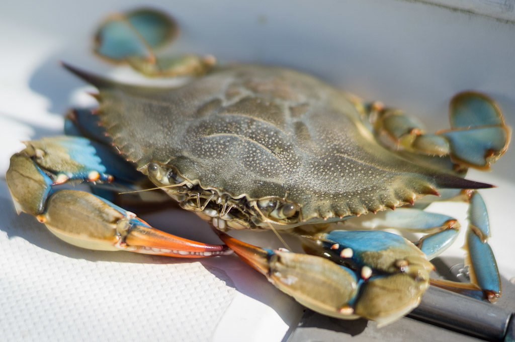 A pretty sook (mature female) blue crab