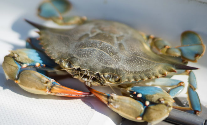 A pretty sook (mature female) blue crab