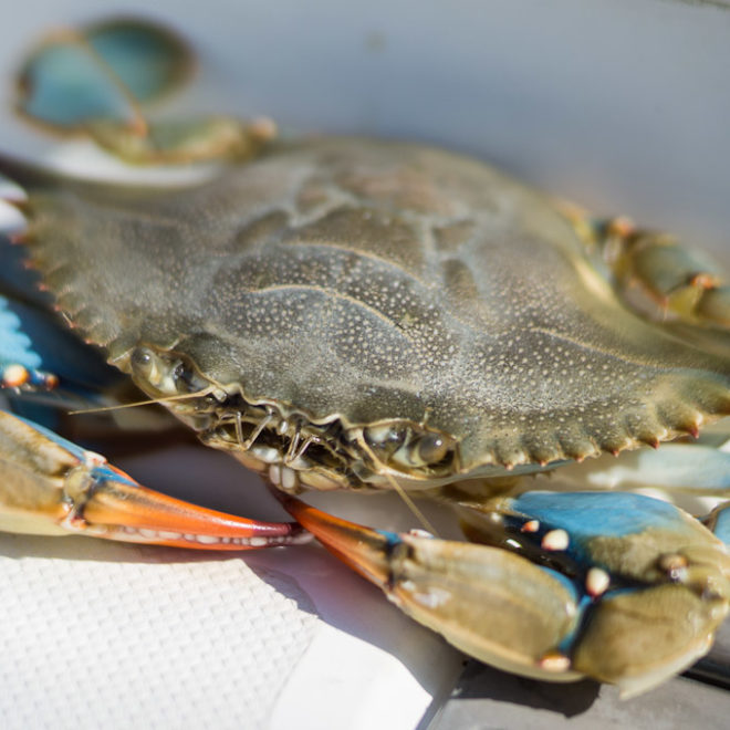 A pretty sook (mature female) blue crab