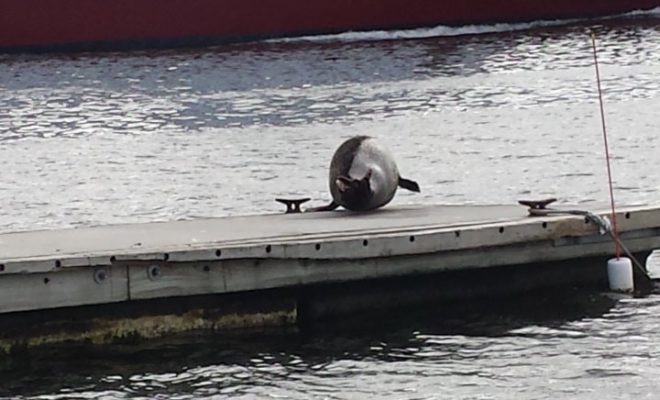 Seal in Rockland Harbor