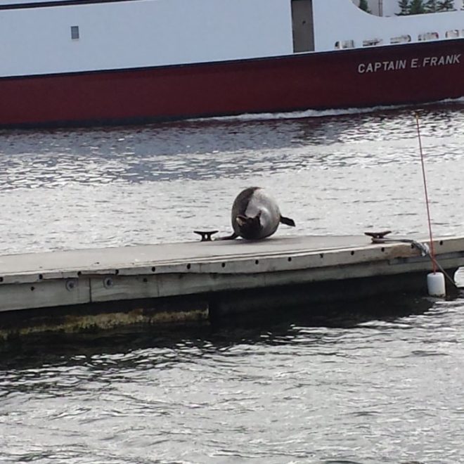 Seal in Rockland Harbor