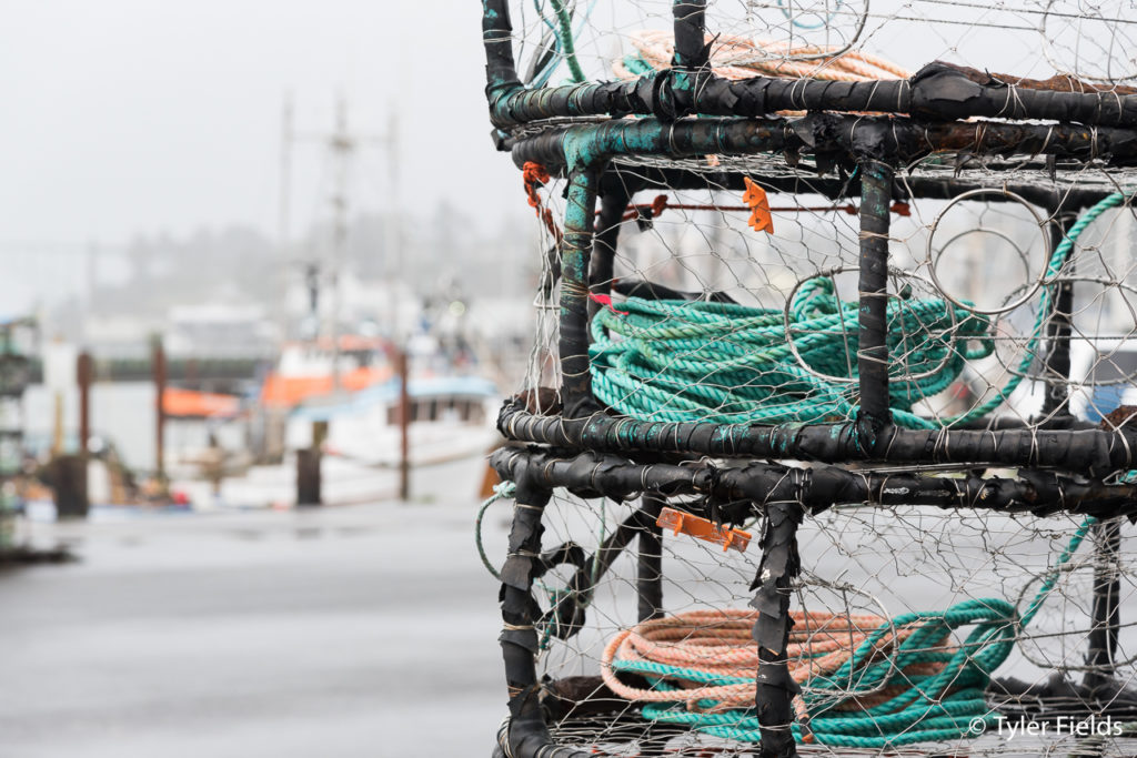 The Newport Commercial Fishing Fleet