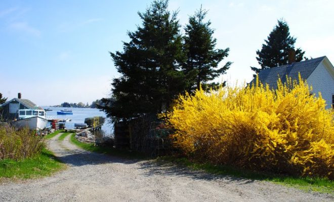 April showers bring plenty of May flowers to Port Clyde.