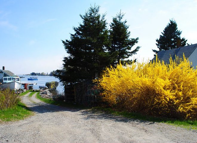 April showers bring plenty of May flowers to Port Clyde.