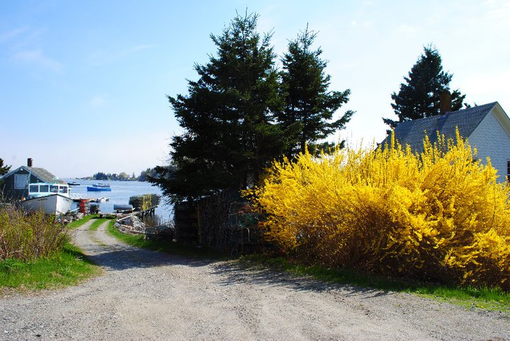 April showers bring plenty of May flowers to Port Clyde.
