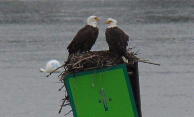 Two Bald Eagles visiting the osprey nest here at Robinhood Marine Center.