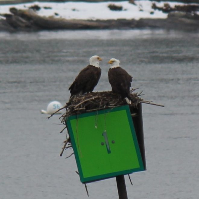 Two Bald Eagles visiting the osprey nest here at Robinhood Marine Center.