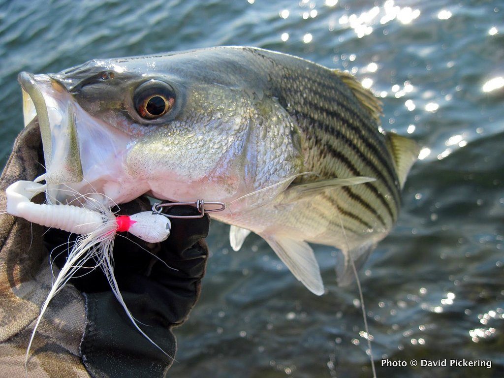 One of 17 schoolies I landed during a recent fishing trip on Narragansett Bay.