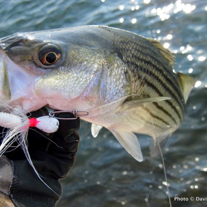 One of 17 schoolies I landed during a recent fishing trip on Narragansett Bay.