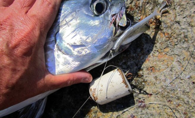 A wooden egg float is key to building a deadly target for false albacore.