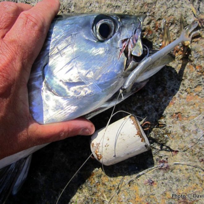 A wooden egg float is key to building a deadly target for false albacore.